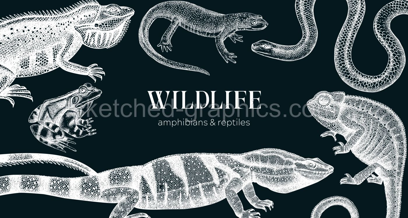 Vector animals background in sketch. Hand drawn reptiles and amphibians design on chalkboard. Herpetofauna drawings. Vintage wildlife illustrations - iguana, frog, newt, snake, chameleon, lizard Illustration
